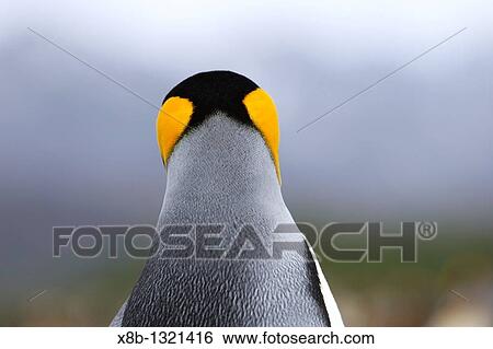 King penguin Aptenodytes patagonicus head detail colony of nesting animals numbering between 70, 000 and 100, 000 nesting pairs on Salisbury Plain on South Georgia Island, South Atlantic Ocean View Large Photo Image Stock Photograph - King penguin Aptenodytes patagonicus head detail colony of nesting animals numbering between 70, 000 and 100, 000 nesting pairs on Salisbury Plain on South Georgia Island, South Atlantic Ocean. Fotosearch