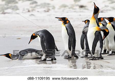 Stock Photography - King Penguin (Aptenodytes patagonicus). Volunteer Point, East Falkland, Falkland Islands. Fotosearch