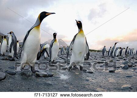 Stock Photo - King penguin colony (Aptenodytes patagonicus). Salisbury Plain, South Georgia.. Fotosearch