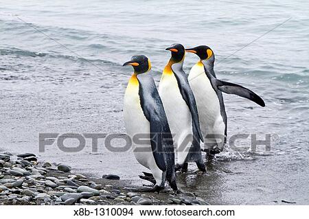 King penguin courtship behavior Aptenodytes patagonicus at the breeding and nesting colony at Salisbury Plains, Bay of Isles on South Georgia Island, Southern Ocean View Large Photo Image Picture - King penguin courtship behavior Aptenodytes patagonicus at the breeding and nesting colony at Salisbury Plains, Bay of Isles on South Georgia Island, Southern Ocean. Fotosearch