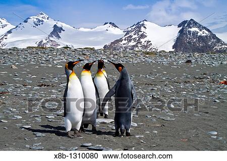 King penguin courtship behavior Aptenodytes patagonicus at the breeding and nesting colony at Salisbury Plains, Bay of Isles on South Georgia Island, Southern Ocean View Large Photo Image Stock Image - King penguin courtship behavior Aptenodytes patagonicus at the breeding and nesting colony at Salisbury Plains, Bay of Isles on South Georgia Island, Southern Ocean. Fotosearch