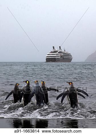 King Penguins and Le Bor? al cruise ship in background, Gold Harbour, South Georgia island, South Georgia Islands, Antarctica View Large Photo Image Picture - King Penguins and Le Bor? al cruise ship in background, Gold Harbour, South Georgia island, South Georgia Islands, Antarctica. Fotosearch