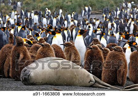 Stock Photo - King Penguins and seal, Gold Harbour, South Georgia island, South Georgia Islands, Antarctica. Fotosearch