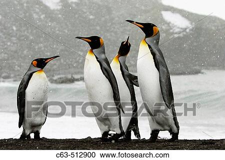 King Penguins (Aptenodytes patagonicus) on South Georgia Island, southern Atlantic Ocean View Large Photo Image Stock Image - King Penguins (Aptenodytes patagonicus) on South Georgia Island, southern Atlantic Ocean. Fotosearch