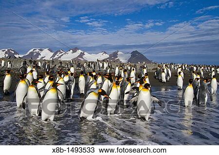 King penguins Aptenodytes patagonicus on the beach at breeding and nesting colony at Salisbury Plains in the Bay of Isles, South Georgia, Southern Ocean View Large Photo Image Stock Image - King penguins Aptenodytes patagonicus on the beach at breeding and nesting colony at Salisbury Plains in the Bay of Isles, South Georgia, Southern Ocean. Fotosearch
