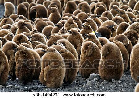 Stock Image - King penguins Aptenodytes patagonicus in downy plumage often called? okum boys? on South Georgia Island, Southern Ocean. Fotosearch