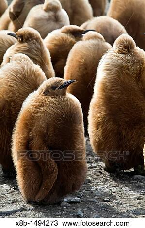 King penguins Aptenodytes patagonicus in downy plumage often called? okum boys? on South Georgia Island, Southern Ocean View Large Photo Image Stock Image - King penguins Aptenodytes patagonicus in downy plumage often called? okum boys? on South Georgia Island, Southern Ocean. Fotosearch