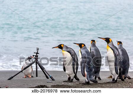 King penguins, Aptenodytes patagonicus, breeding and nesting colony at Gold Harbour, South Georgia, South Atlantic Ocean. View Large Photo Image Stock Photo - King penguins, Aptenodytes patagonicus, breeding and nesting colony at Gold Harbour, South Georgia, South Atlantic Ocean.. Fotosearch