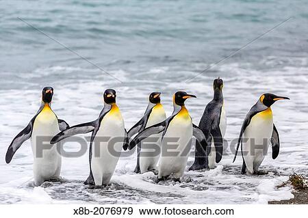 King penguins, Aptenodytes patagonicus, breeding and nesting colony at Gold Harbour, South Georgia, South Atlantic Ocean. View Large Photo Image Stock Photo - King penguins, Aptenodytes patagonicus, breeding and nesting colony at Gold Harbour, South Georgia, South Atlantic Ocean.. Fotosearch