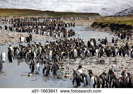 King Penguins, Saint Andrews Bay, South Georgia island, South Georgia Islands, Antarctica View Large Photo Image Stock Image - King Penguins, Saint Andrews Bay, South Georgia island, South Georgia Islands, Antarctica. Fotosearch
