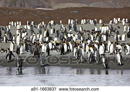 King Penguins, Saint Andrews Bay, South Georgia island, South Georgia Islands, Antarctica View Large Photo Image Stock Photo - King Penguins, Saint Andrews Bay, South Georgia island, South Georgia Islands, Antarctica. Fotosearch