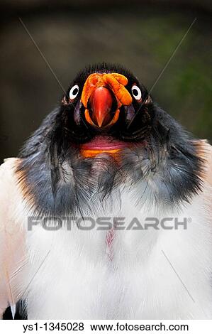 KING VULTURE sarcoramphus papa, PORTRAIT OF ADULT View Large Photo Image Stock Photo - KING VULTURE sarcoramphus papa, PORTRAIT OF ADULT. Fotosearch