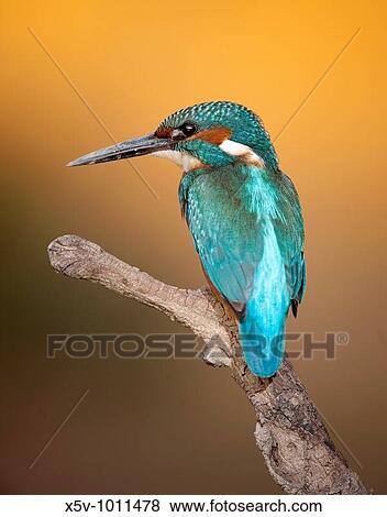 Stock Photo - Kingfisher (Alcedo atthis). Andaluc? a. Spain.. Fotosearch
