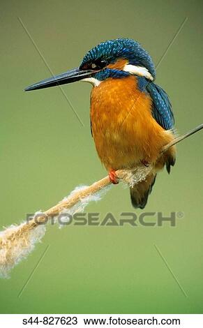 Stock Image - Kingfisher (Alcedo atthis), Doana National Park. Andalucia, Spain. Fotosearch