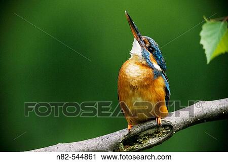Kingfisher (Alcedo atthis) female looks for a buzzard on the sky View Large Photo Image Stock Image - Kingfisher (Alcedo atthis) female looks for a buzzard on the sky. Fotosearch