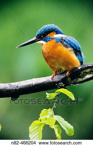 Picture - Kingfisher (Alcedo atthis) male at the hunt. Fotosearch