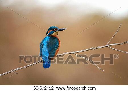 Stock Image - Kingfisher (Alcedo atthis), Palancia river. Soneja. Castell? n province, Spain. Fotosearch