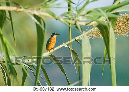 Kingfisher (Alcedo atthis), Spain View Large Photo Image Stock Image - Kingfisher (Alcedo atthis), Spain. Fotosearch