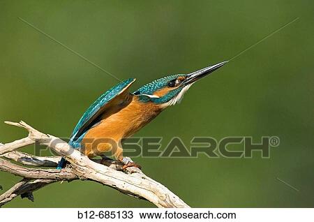 Kingfisher (Alcedo atthis) View Large Photo Image Stock Image - Kingfisher (Alcedo atthis). Fotosearch