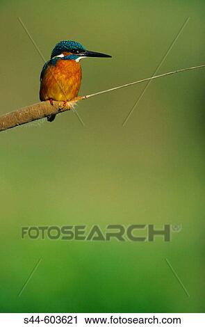 Kingfisher (Alcedo atthis) View Large Photo Image Stock Image - Kingfisher (Alcedo atthis). Fotosearch