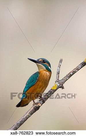 Kingfisher (Alcedo atthis) View Large Photo Image Stock Image - Kingfisher (Alcedo atthis). Fotosearch