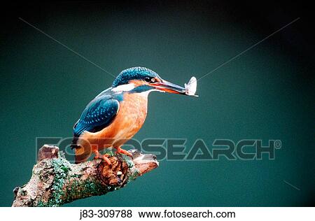Stock Photo - Kingfisher (Alcedo atthis). Fotosearch
