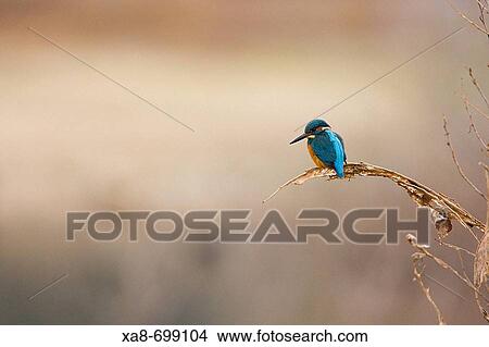 Kingfisher by Guadarrama river. Madrid province, Spain View Large Photo Image Picture - Kingfisher by Guadarrama river. Madrid province, Spain. Fotosearch