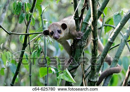 Stock Image - Kinkajou (Potos flavus). Tambopata rainforest. Amazonia basin. Peru. Fotosearch