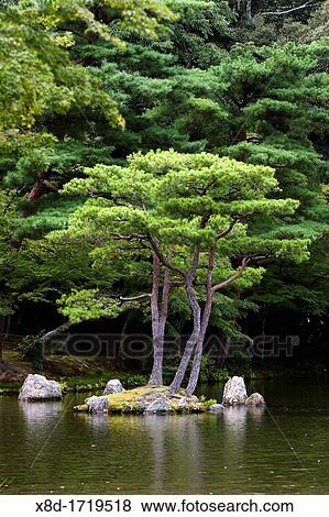Kinkakuji Temple, also known as the Golden Pavilion, Kyoto, Japan View Large Photo Image Stock Photo - Kinkakuji Temple, also known as the Golden Pavilion, Kyoto, Japan. Fotosearch