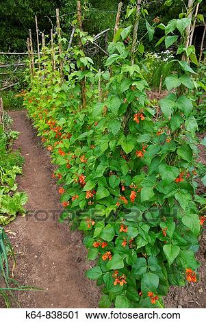 Stock Image - Kitchen garden. Canicosa de la Sierra, Burgos province, Castilla-Leon, Spain. Fotosearch