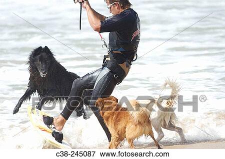 Kiteboarder and dogs at sea shore View Large Photo Image Stock Photo - Kiteboarder and dogs at sea shore. Fotosearch