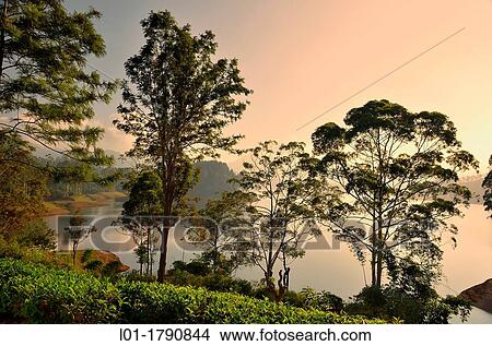 Kithulgala forest, Ratnapura, Sri Lanka View Large Photo Image Picture - Kithulgala forest, Ratnapura, Sri Lanka. Fotosearch