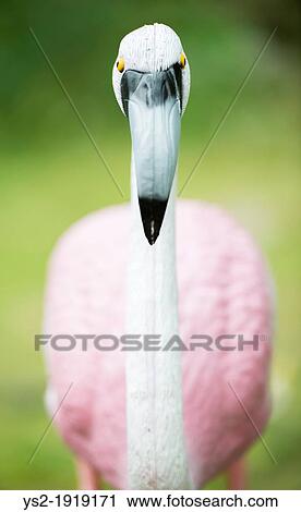 Kitsch garden ornament, pink flamingo standing in garden View Large Photo Image Stock Image - Kitsch garden ornament, pink flamingo standing in garden. Fotosearch