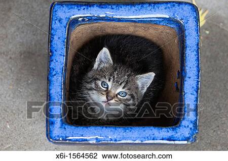 Kitten, hidding in plant pot, Lower Saxony, Germany View Large Photo Image Stock Image - Kitten, hidding in plant pot, Lower Saxony, Germany. Fotosearch
