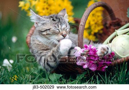 Stock Photo - Kitten in basket. Fotosearch