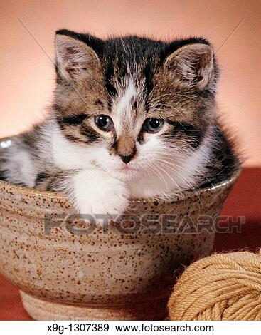 Kitten in bowl View Large Photo Image Stock Photo - Kitten in bowl. Fotosearch
