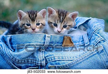 Kitten in jeans View Large Photo Image Stock Image - Kitten in jeans. Fotosearch