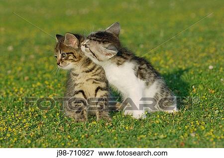 Kitten in meadow Bavaria, Germany, Europe View Large Photo Image Stock Photo - Kitten in meadow Bavaria, Germany, Europe. Fotosearch