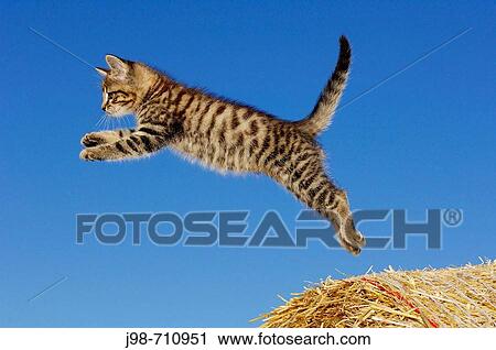 Kitten jumping Bavaria, Germany, Europe View Large Photo Image Stock Image - Kitten jumping Bavaria, Germany, Europe. Fotosearch