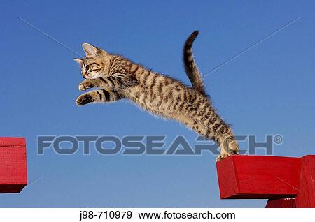 Kitten jumping Bavaria, Germany, Europe View Large Photo Image Stock Photo - Kitten jumping Bavaria, Germany, Europe. Fotosearch
