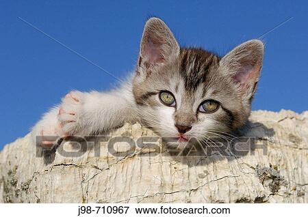 Kitten on rock Bavaria, Germany, Europe View Large Photo Image Stock Photo - Kitten on rock Bavaria, Germany, Europe. Fotosearch