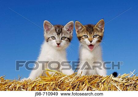 Kitten on straw yawning Bavaria, Germany, Europe View Large Photo Image Stock Photo - Kitten on straw yawning Bavaria, Germany, Europe. Fotosearch