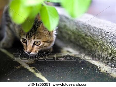 Kitten peeking from behind pot View Large Photo Image Stock Image - Kitten peeking from behind pot. Fotosearch