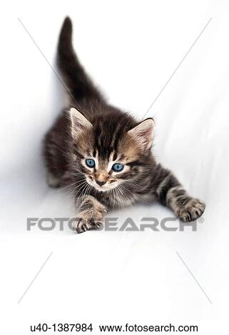 Kitten View Large Photo Image Picture - Kitten. Fotosearch