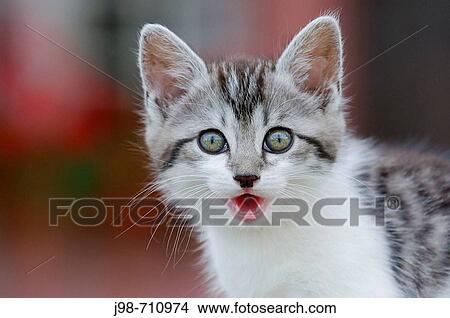 Kitten portrait Bavaria, Germany, Europe View Large Photo Image Picture - Kitten portrait Bavaria, Germany, Europe. Fotosearch