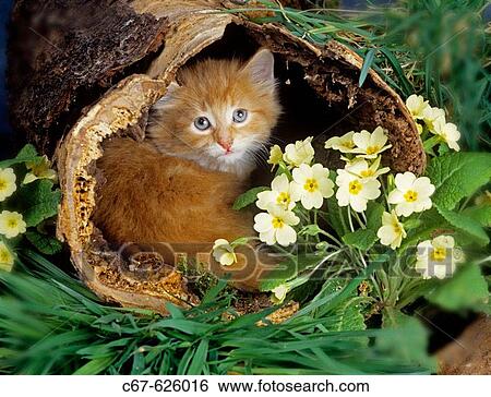 Kitten & Primroses View Large Photo Image Stock Photograph - Kitten & Primroses. Fotosearch