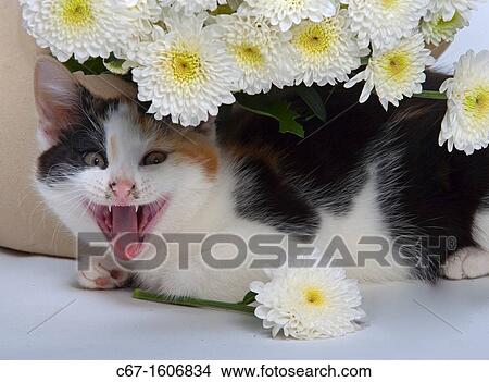 Kitten pulling face View Large Photo Image Picture - Kitten pulling face. Fotosearch