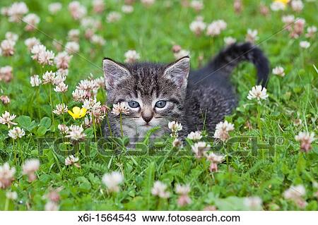 Stock Image - Kitten, siting on garden lawn amongst clover, Lower Saxony, Germany. Fotosearch