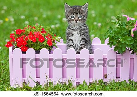 Picture - Kitten, sitting in plant pot holder in garden, Lower Saxony, Germany. Fotosearch