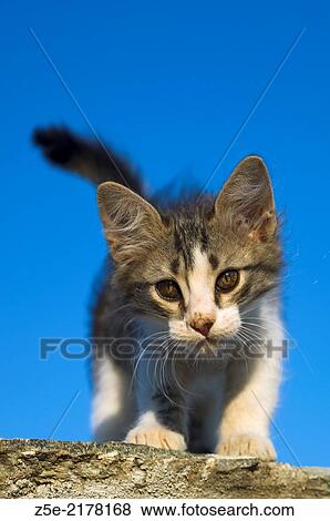 Kitten standing on a wall against blue sky. View Large Photo Image Stock Photo - Kitten standing on a wall against blue sky.. Fotosearch